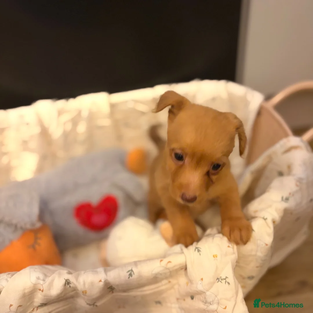 Jackapoo dogs for sale: Stunning litter of jackapoos 4 girls 4 boys in Abergele - Advert 6