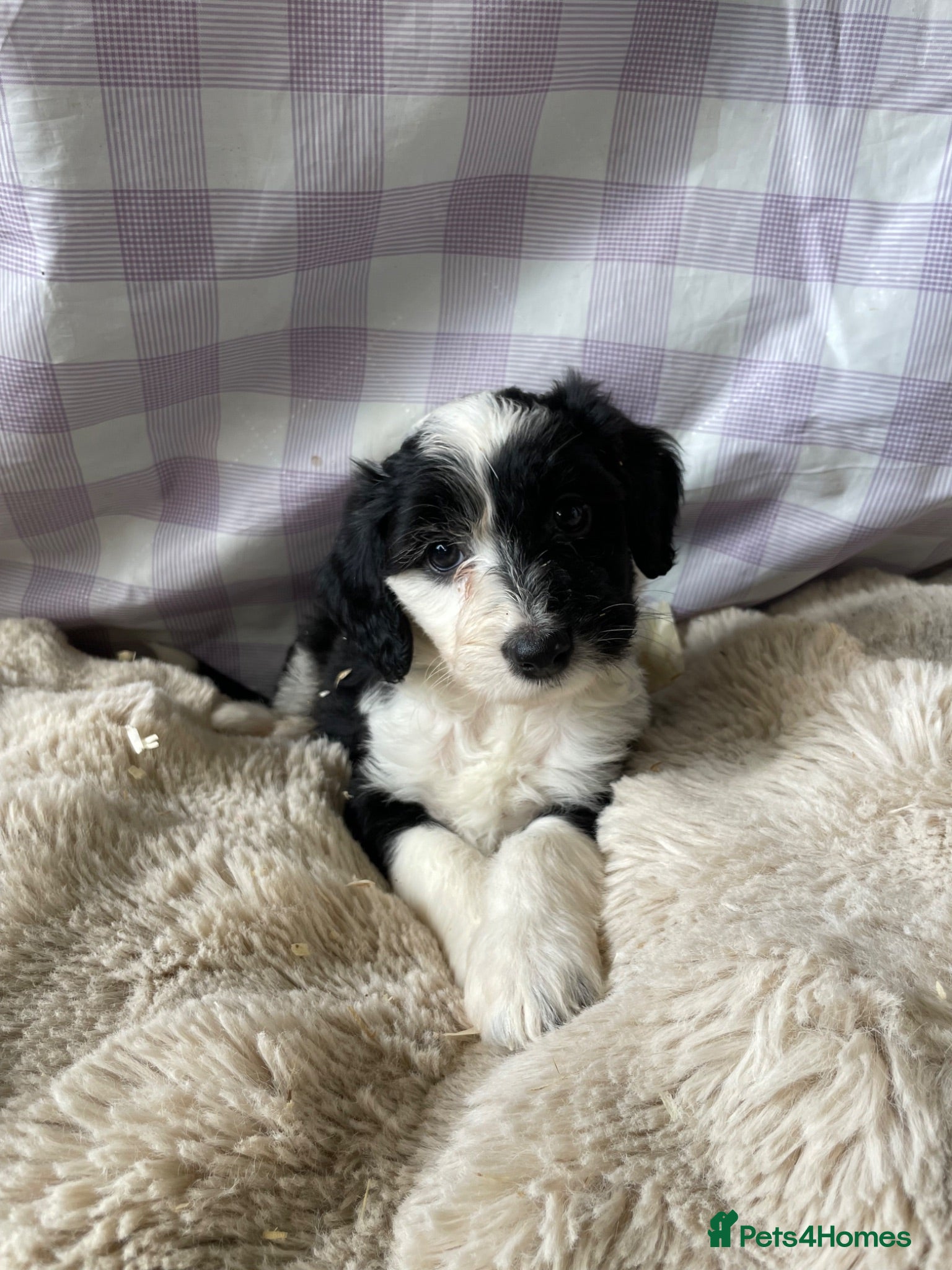 Cockapoo dogs 8 beautiful cockapoo puppies  - Advert 16