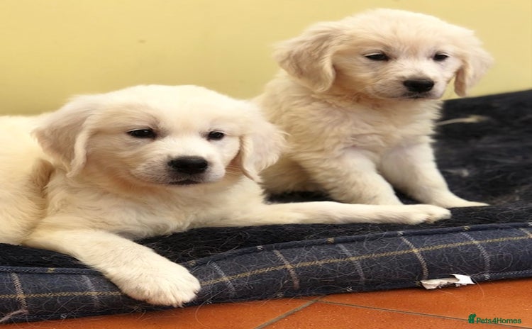 Golden Retriever dogs - Advert 2