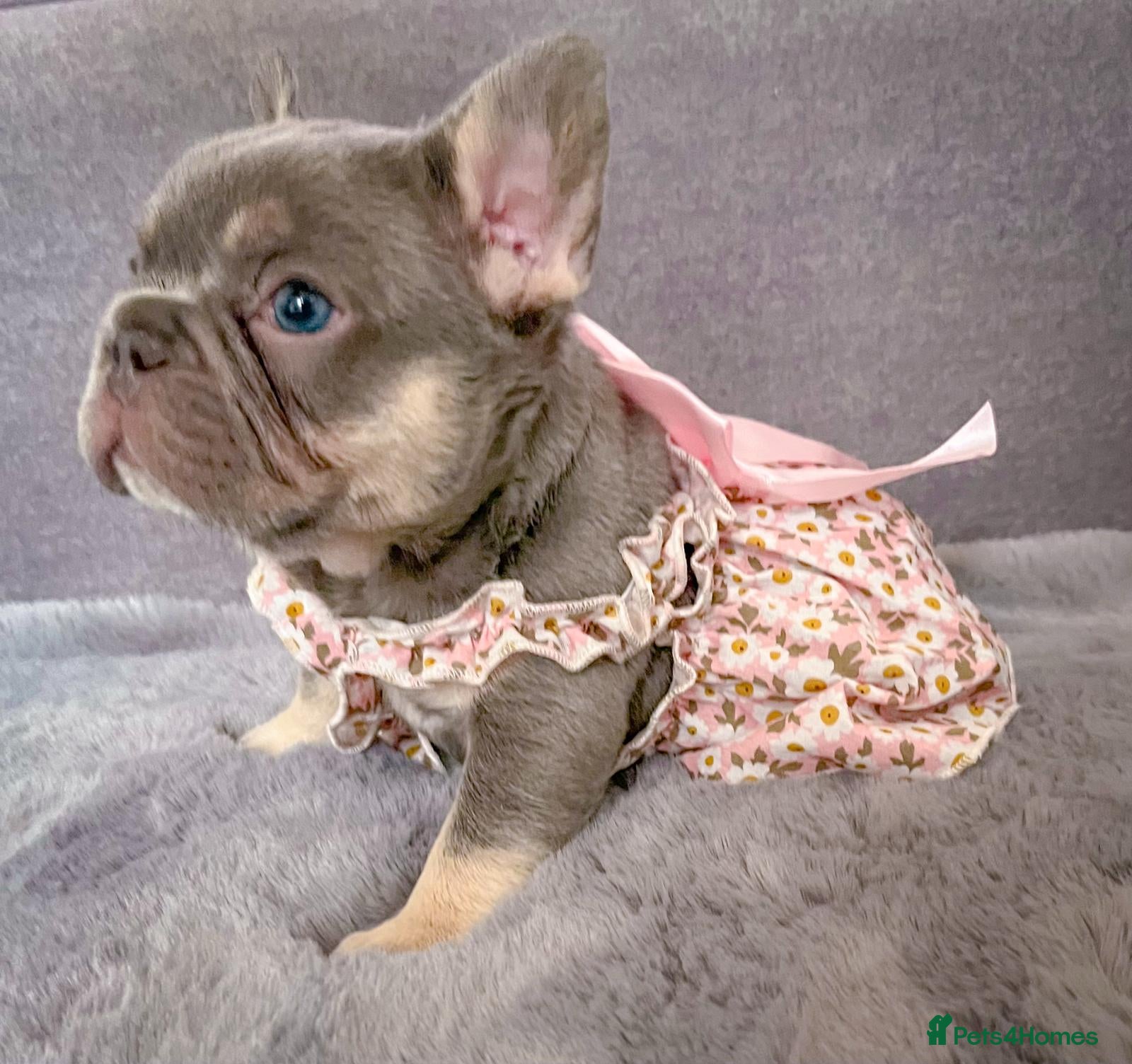 French Bulldog dogs for sale: Chunky puppies in Grays - Advert 3