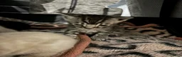 Bengal cats for sale: Beautiful Rare Bengal Tica Kittens - Advert 9