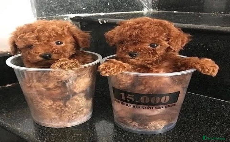 Toy Poodle dogs - Advert 2