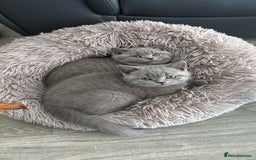 British Shorthair cats for sale: Blue British short hair kittens  in Braintree - Image 39