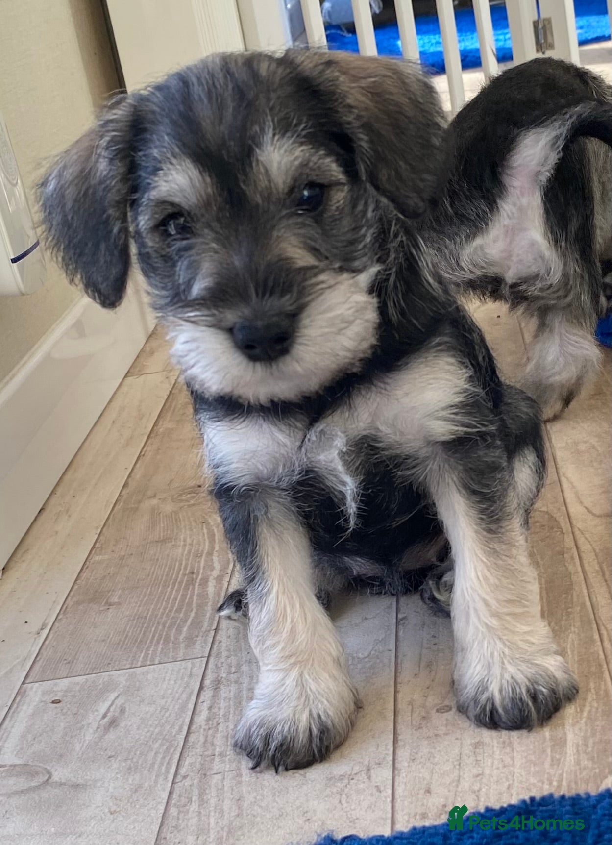 Miniature Schnauzer dogs Miniature Schnauzer Puppies - Advert 4