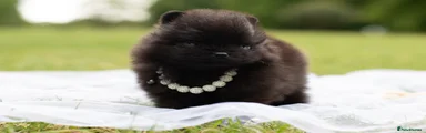 Pomeranian Puppy 6