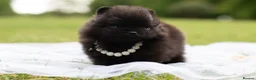 Pomeranian dogs for sale: ✨ Tiny Teddy Face Pomeranian Puppies 🐻✨ - Advert 23