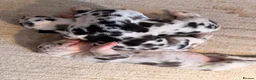 Great Dane dogs for sale: Great Danes puppies  in London - Advert 18