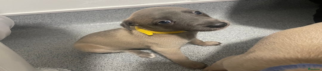 Whippet Puppy 5