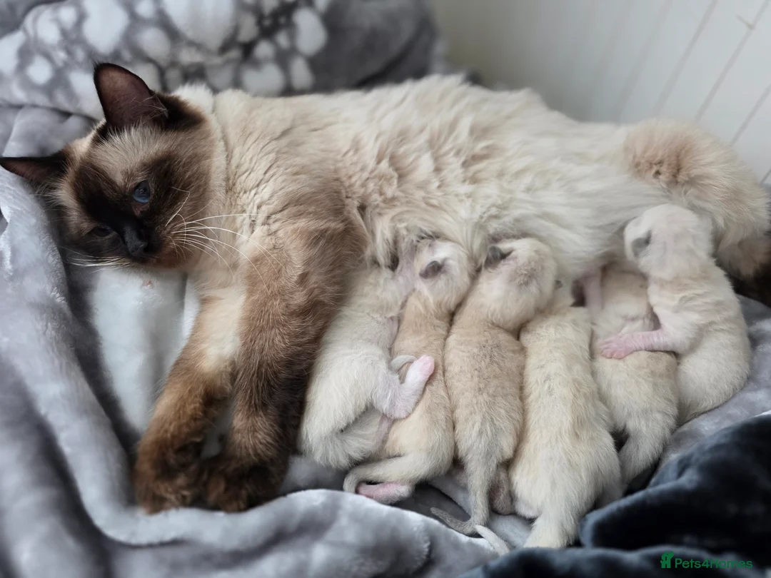 Ragdoll cats for sale:  Ragdoll Kittens♥️Reservation Open! 🐱❣️ - Advert 5