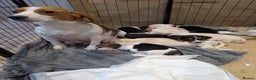 Beagle dogs for sale: 4 Gorgeous Beagles left! Ready to go - Advert 8
