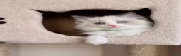 Ragdoll cats for sale: Fluffy Ragdoll Kittens🐾 in Peterborough - Advert 15