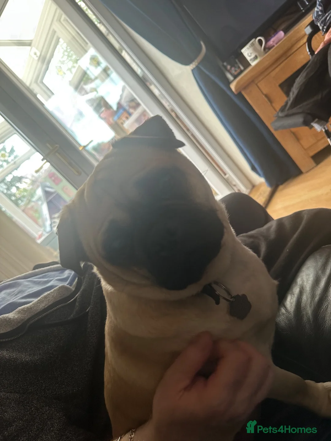Chug dogs for sale: Male chug - Advert 2