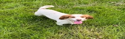 Cocker Spaniel dogs for sale: KC reg cocker spaniels ready now!!! - Advert 2