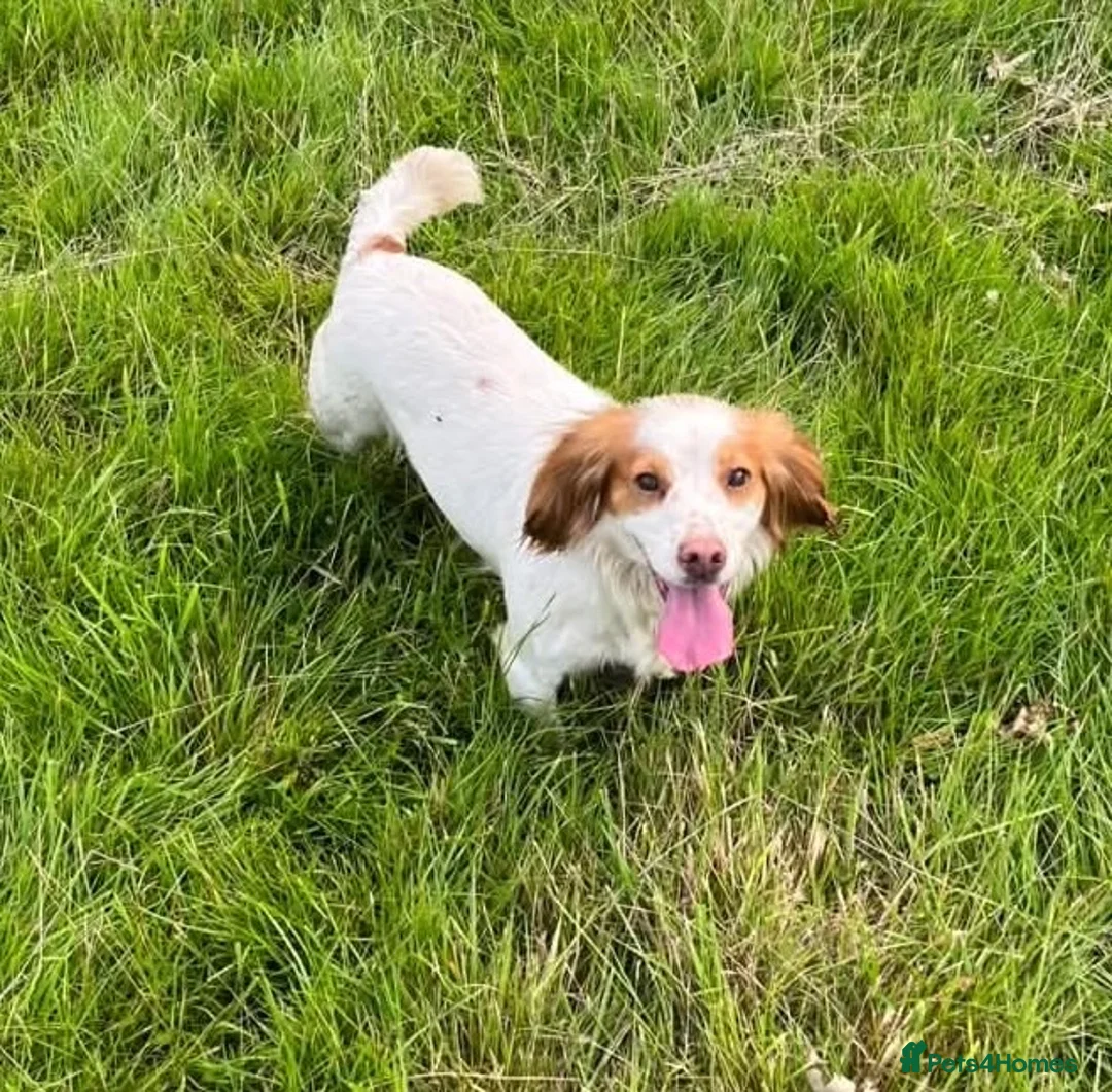 Cocker Spaniel dogs for sale: KC reg cocker spaniels ready now!!! - Advert 2