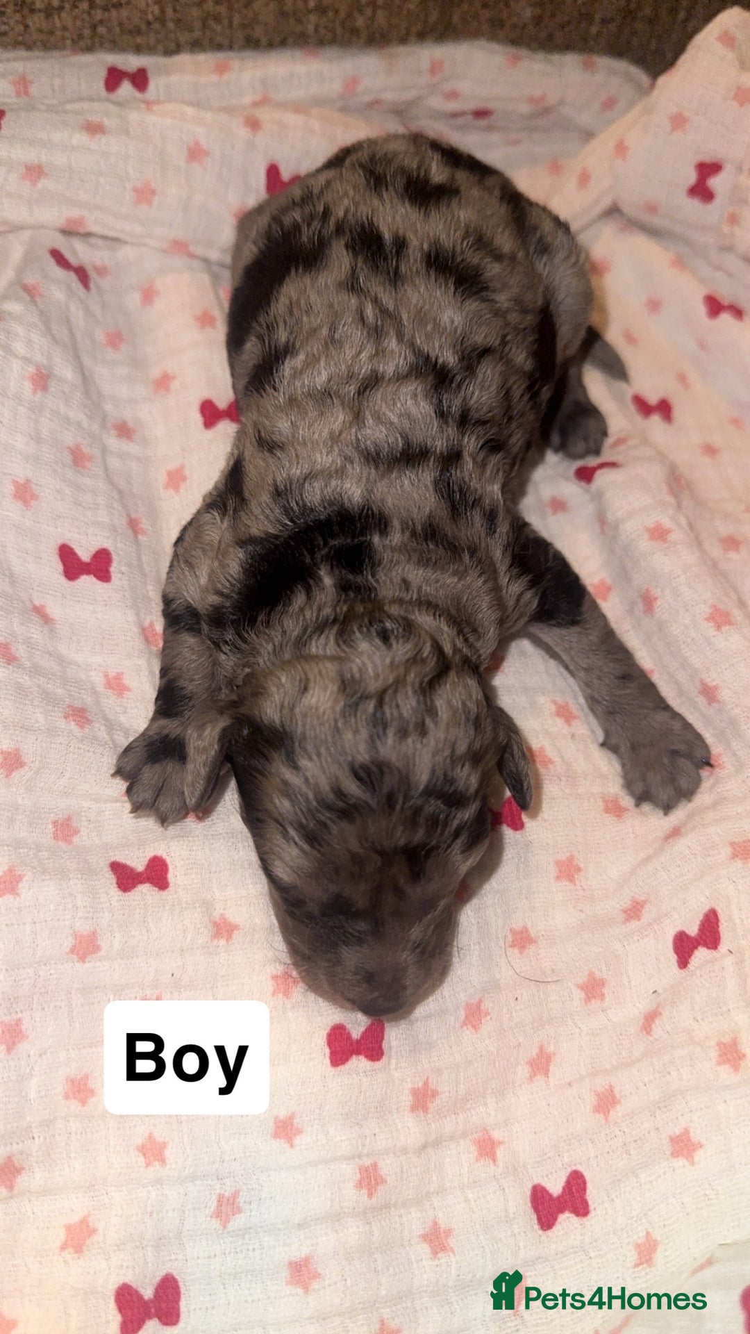 Labradoodle dogs for sale: Stunning tiny labradoodles blue Merle & black - Image 13