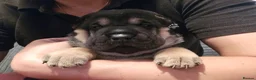 Mixed Breed dogs for sale: Shepard Peis - Advert 10