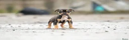 American Bully dogs for sale: Pocket cross standard bully’s  - Advert 3