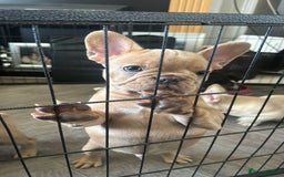 French Bulldog dogs for sale: 🐾Rare NewShade L4 French Bulldogs kC registered🐾 - Image 2