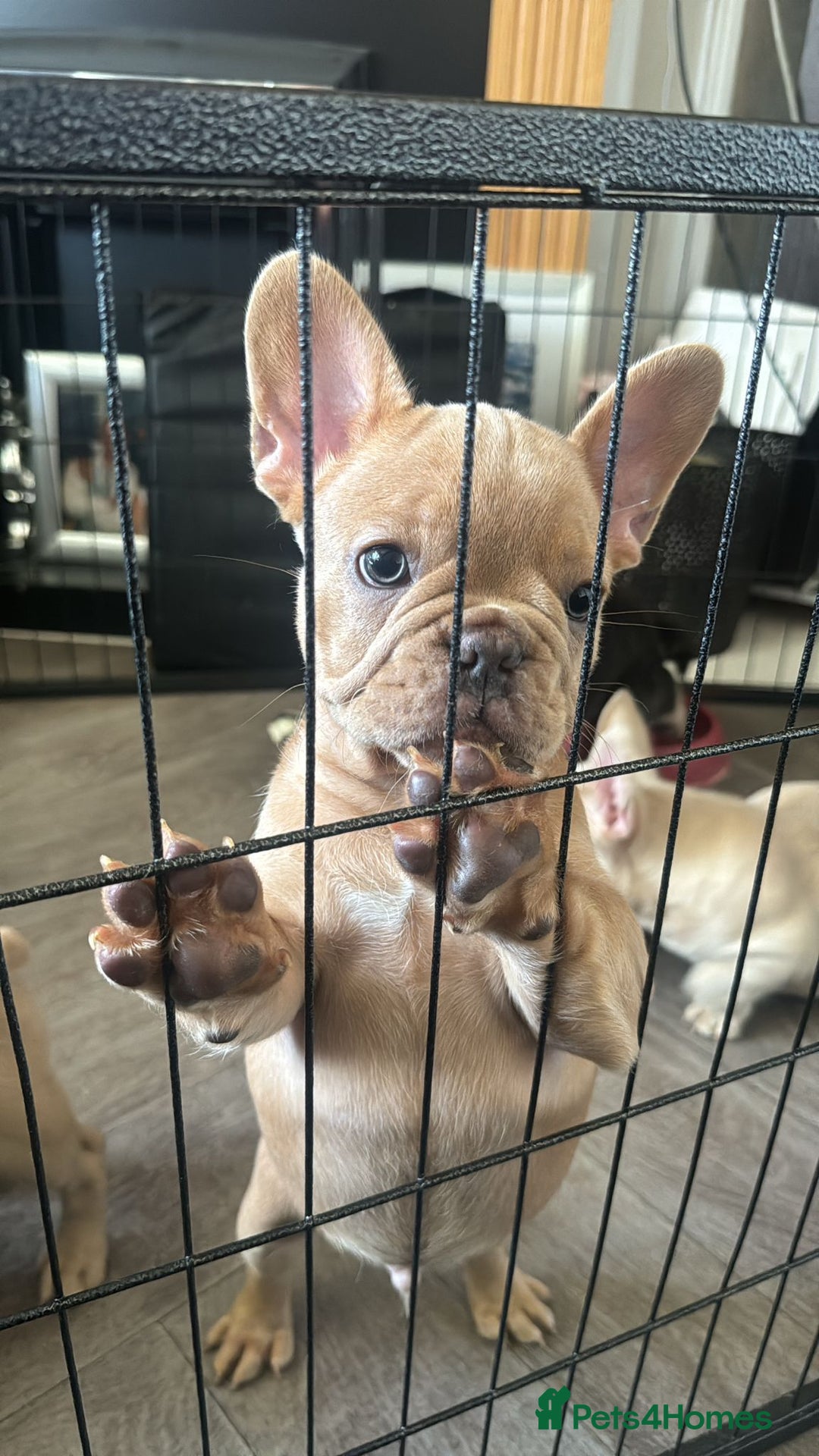 French Bulldog dogs for sale: 🐾Rare NewShade L4 French Bulldogs kC registered🐾 - Image 2
