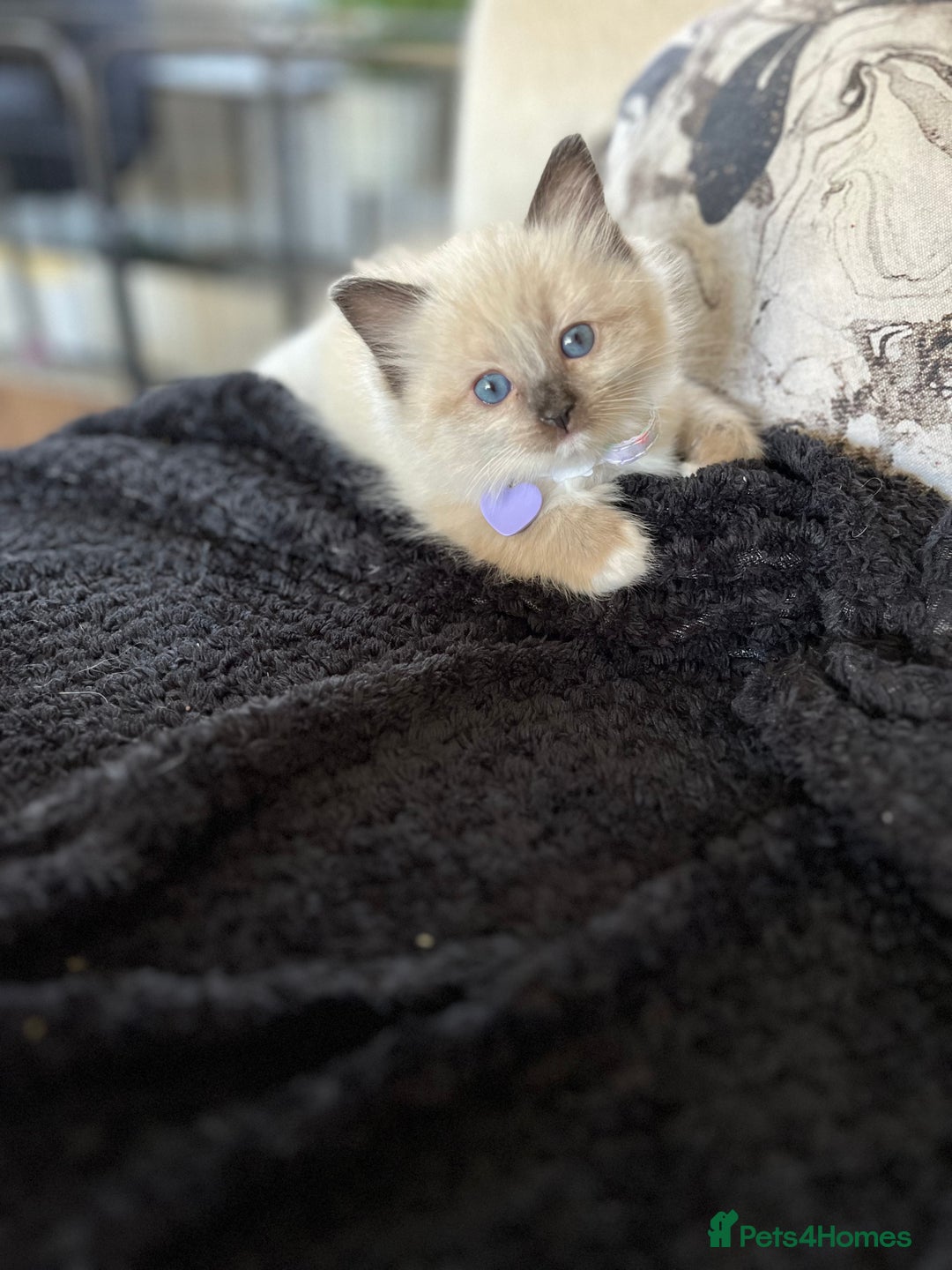 Ragdoll cats for sale: Ragdoll female ready 21 Dec - Advert 3