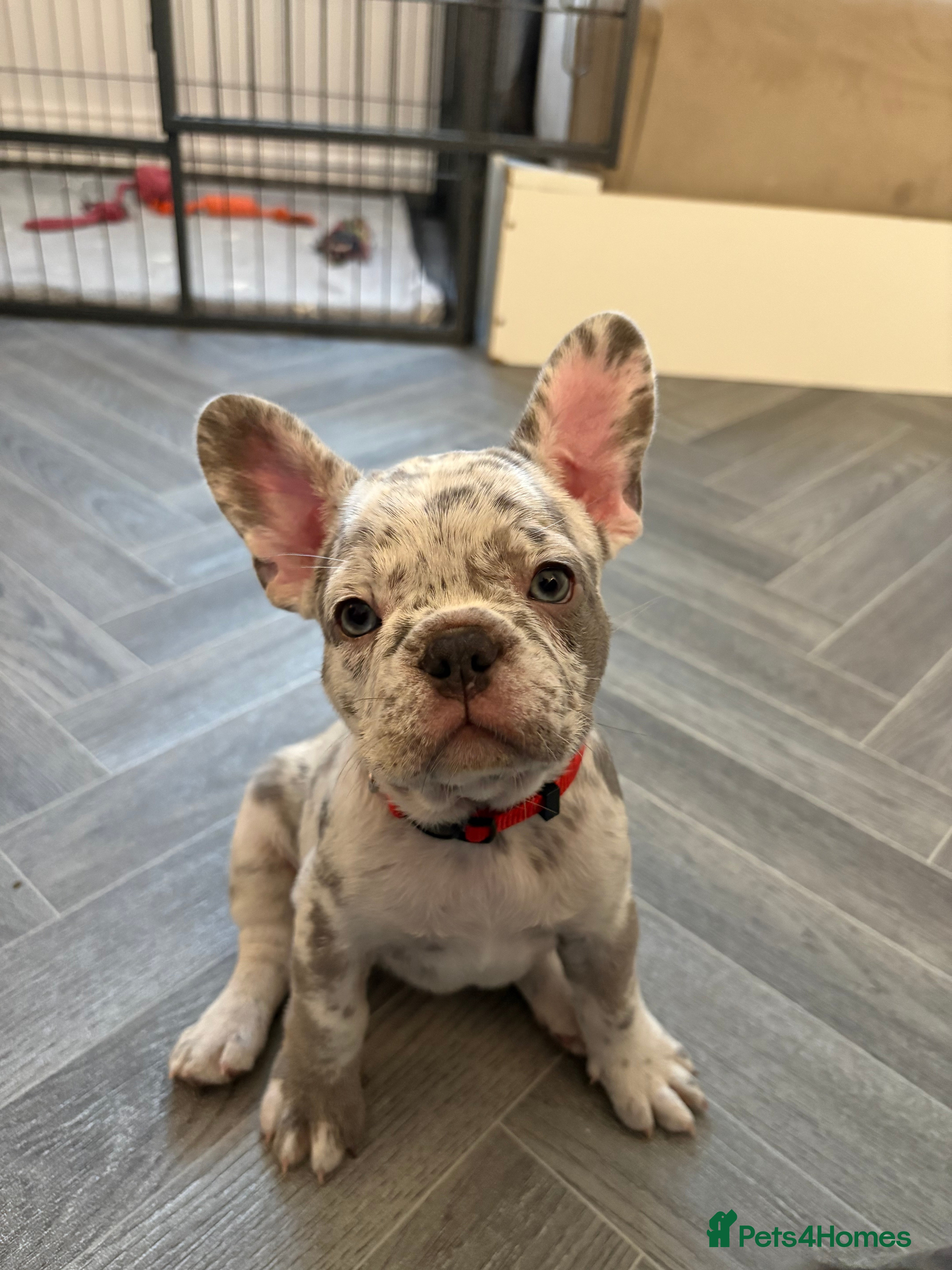 French Bulldog dogs French bulldog  - Advert 2