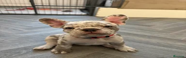 French Bulldog 5