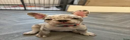 French Bulldog dogs for sale: French bulldog puppies are ready for a new home  - Advert 21