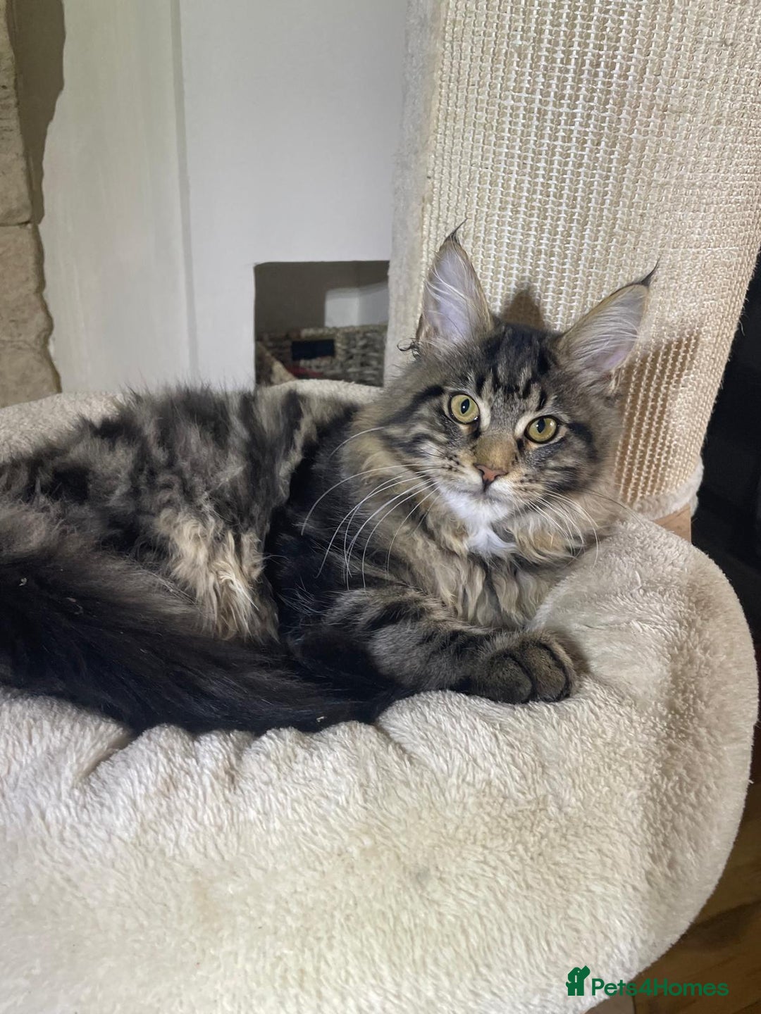 Maine Coon cats for sale: Stunning Maine Coon kittens - Advert 4