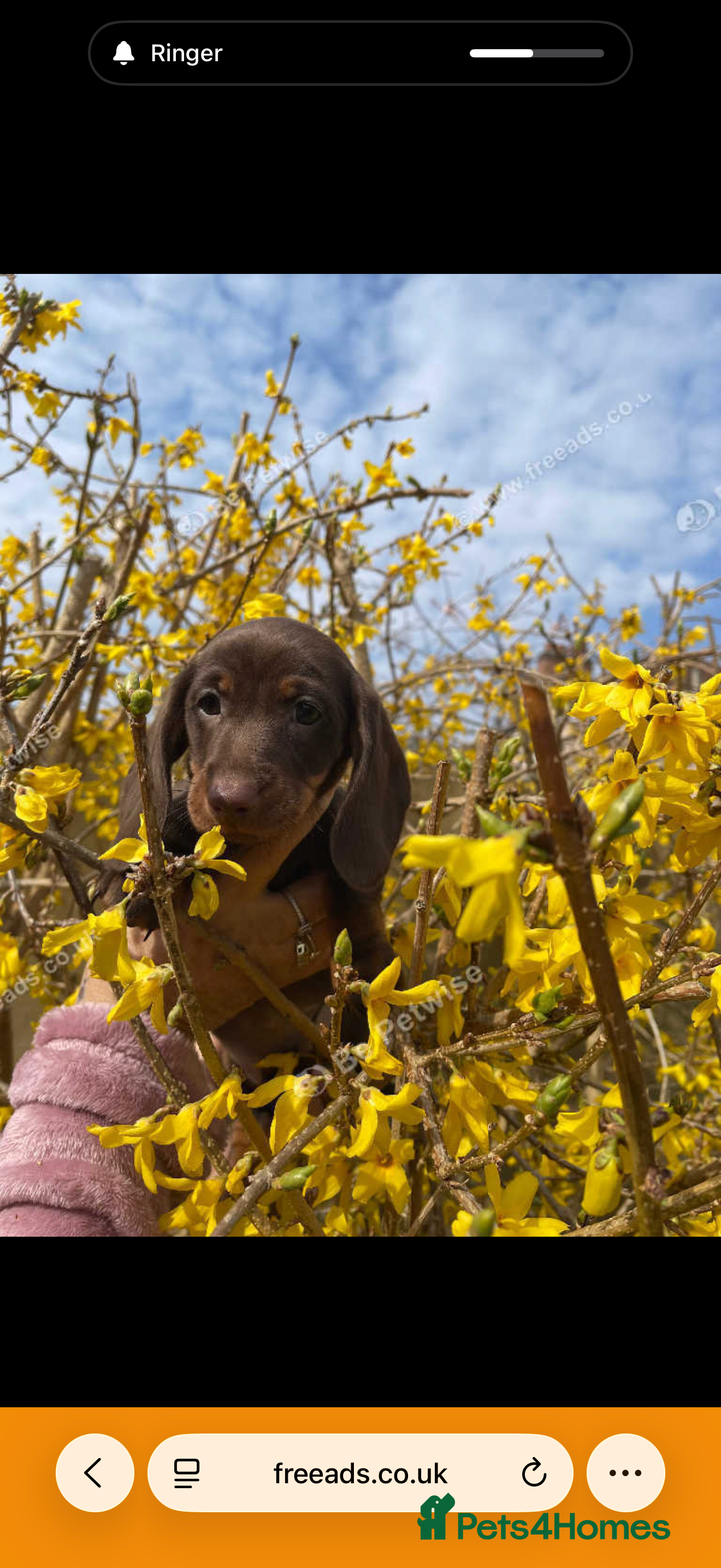 Dachshund dogs Chocolate D - Advert 1
