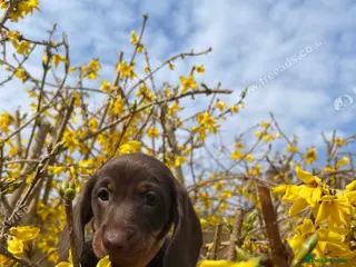 Dachshund dogs Chocolate D - Advert 11