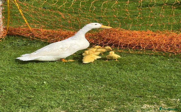 Ducks poultry - Advert 1