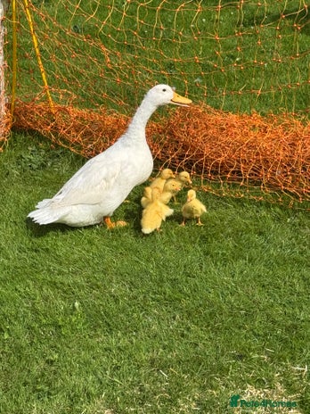 Ducks poultry - Advert 4