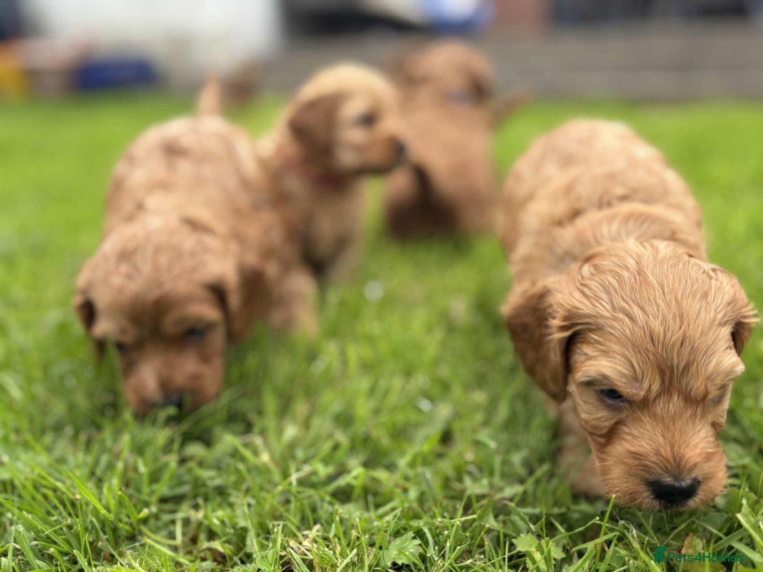 Cockapoo dogs for sale: F1B Red Cockapoo Pups - Image 5