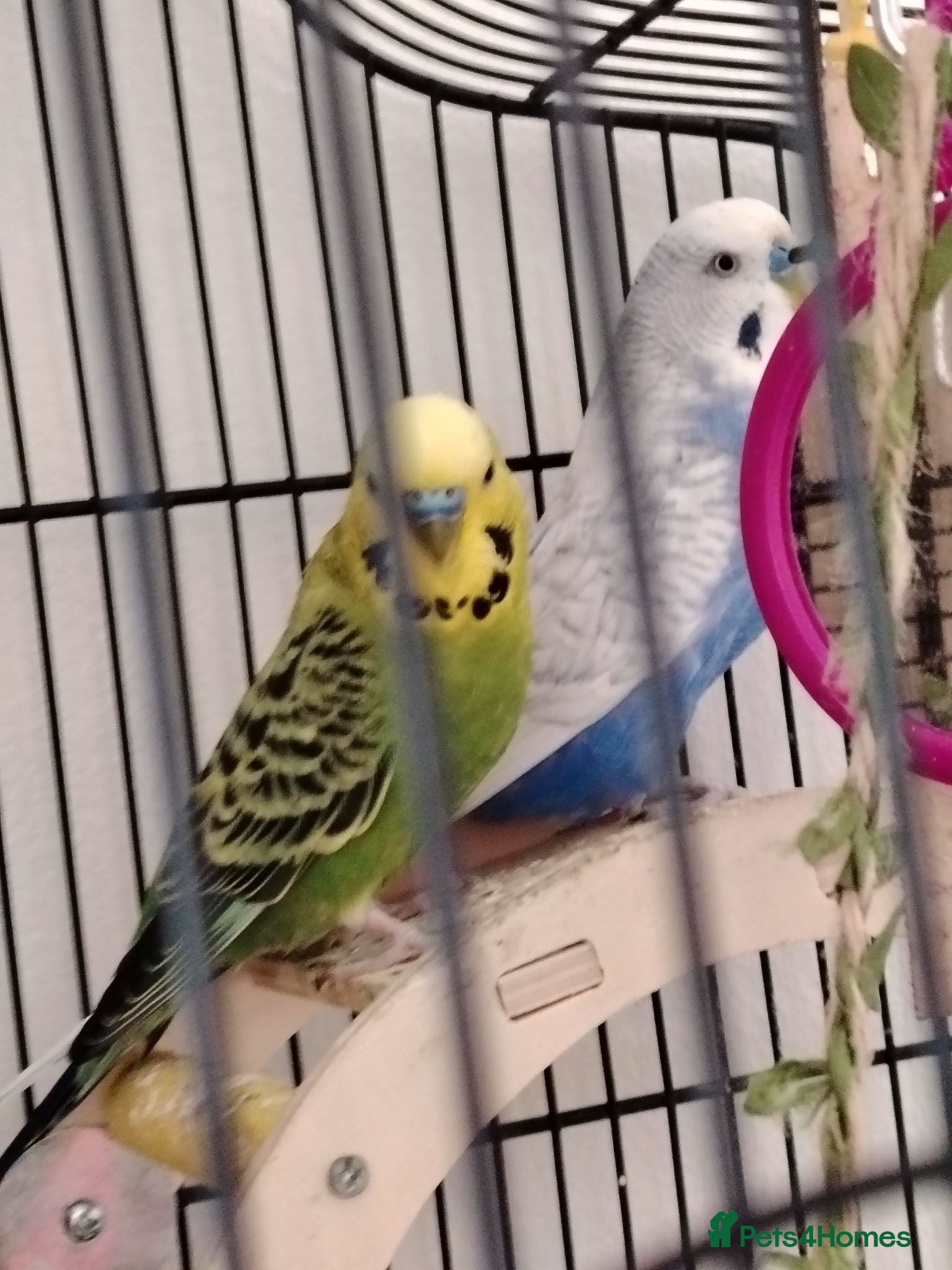 Budgerigars birds 2 budgies for sale  - Advert 1