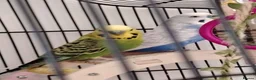 Budgerigars birds for sale: 2 budgies for sale  - Advert 1