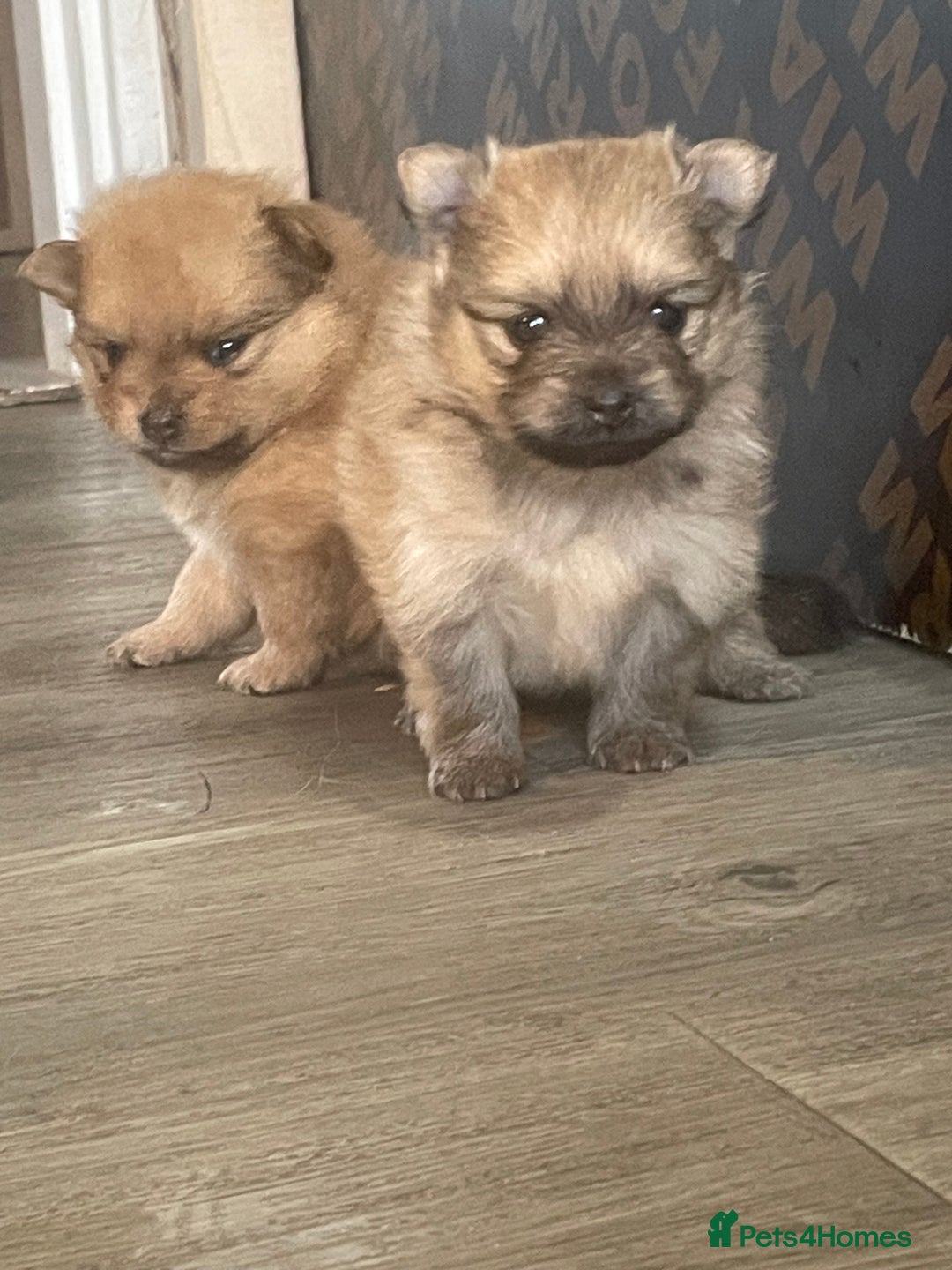 Pomeranian dogs for sale: 3 stunning girls  - Image 12