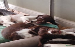 English Springer Spaniel dogs for sale: ESS girl puppies  - Image 17
