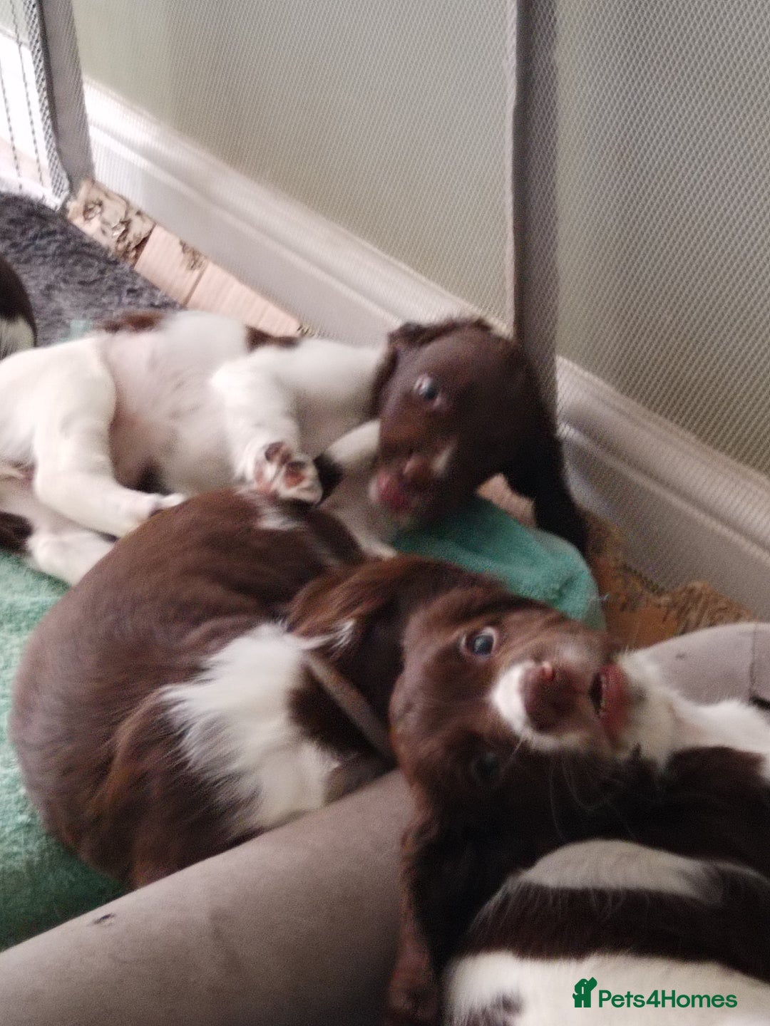 English Springer Spaniel dogs for sale: ESS girl puppies  - Image 17