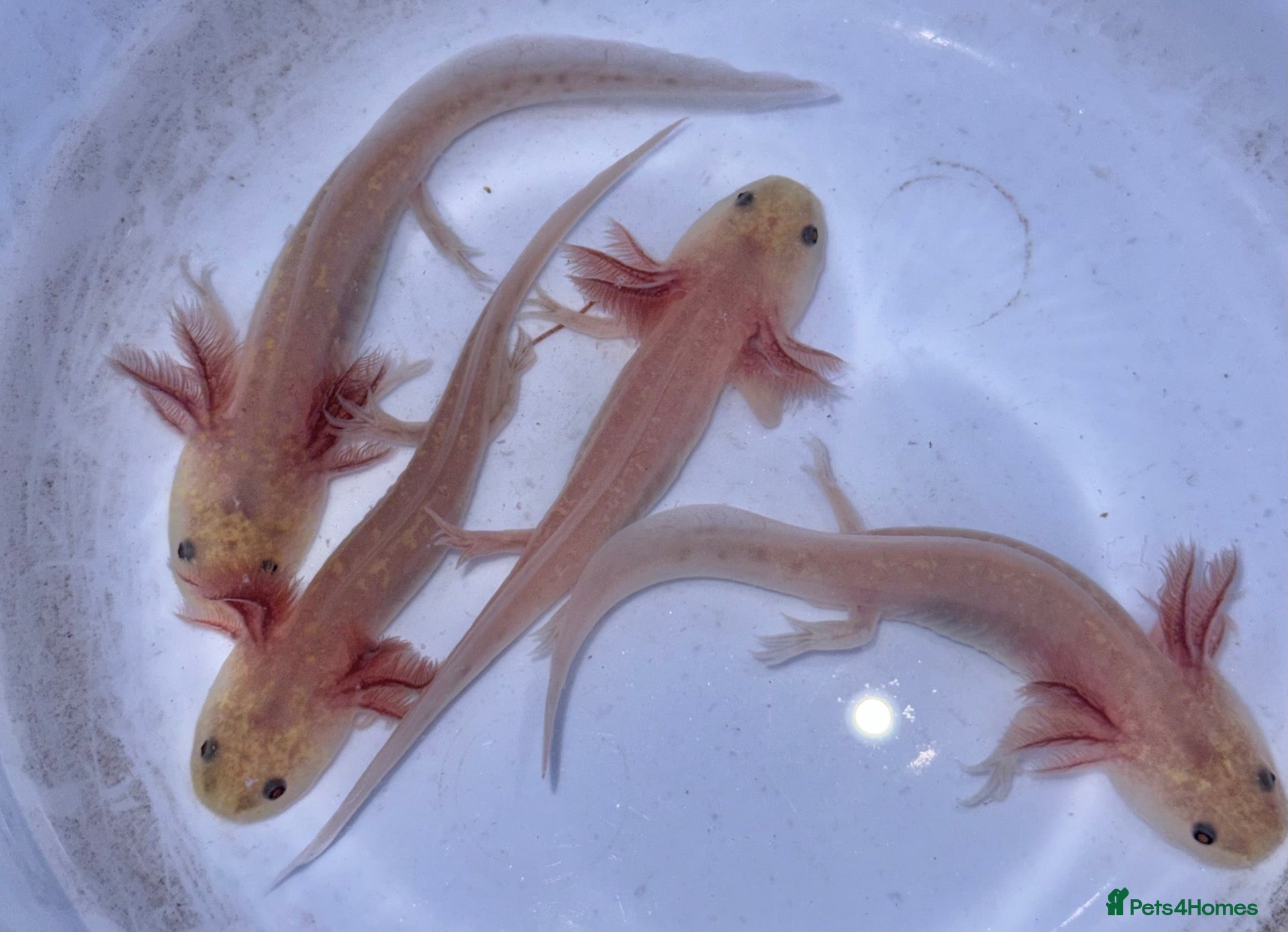 Axolotl reptiles Axolotl juveniles  - Advert 18