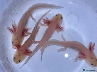 Axolotl reptiles Axolotl juveniles - Advert 1
