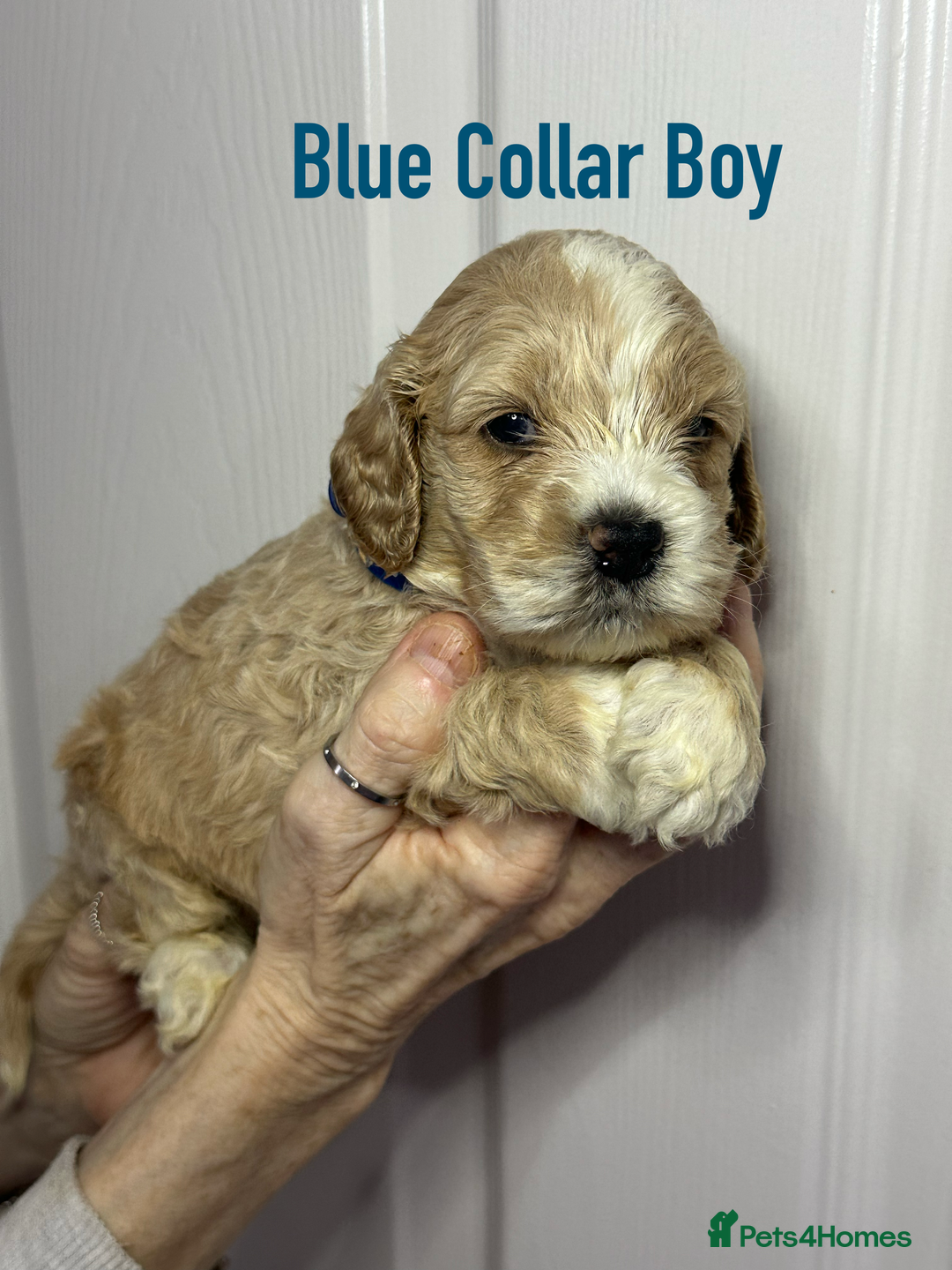 Cockapoo dogs for sale: Cockerpoo puppies  - Advert 15