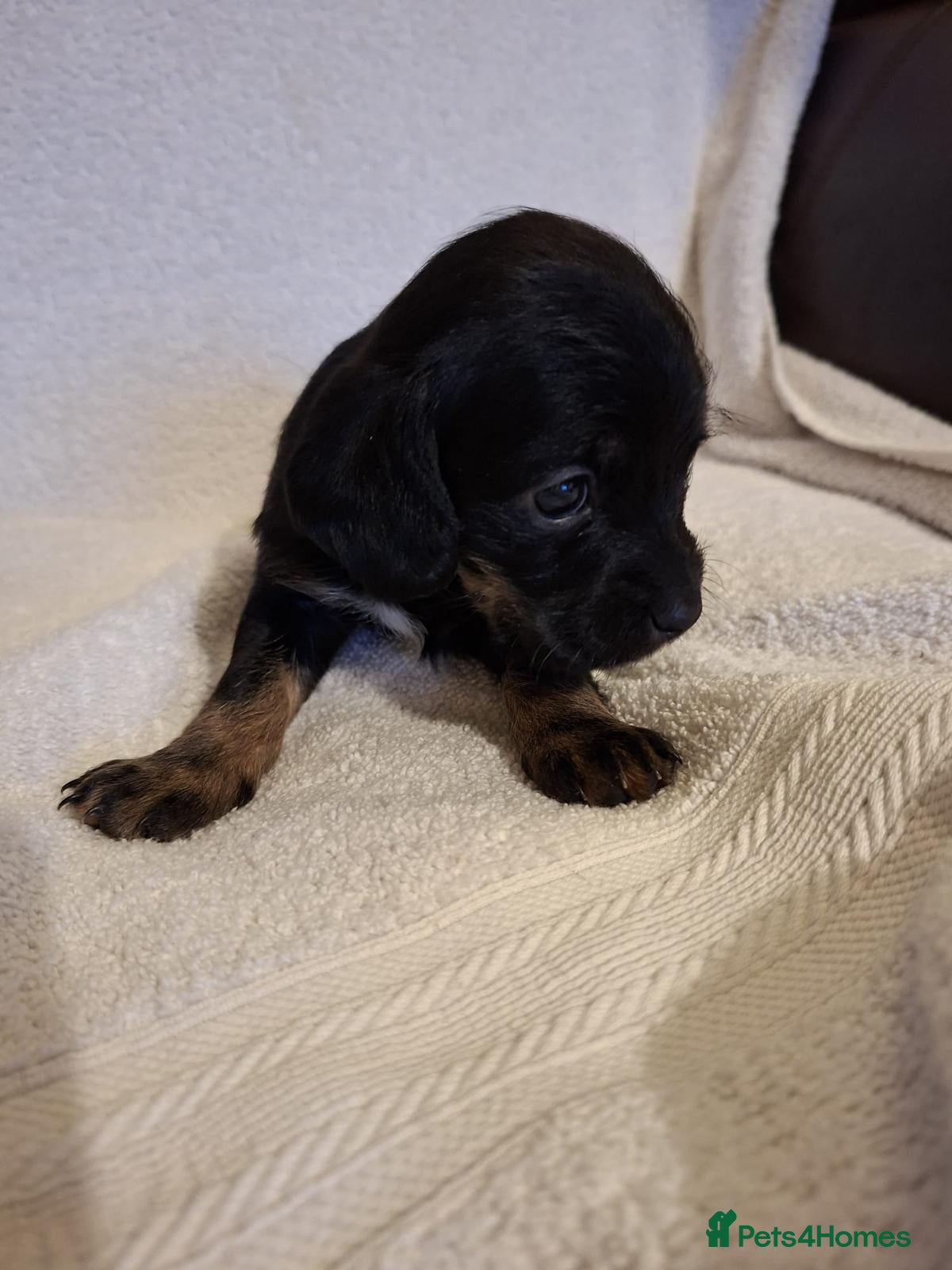 Mixed Breed dogs Cockapoo x terrior  - Advert 13