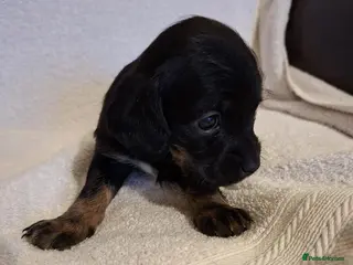 Mixed Breed dogs Cockapoo x terrior - Advert 13