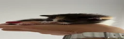 Mixed Breed cats for sale: Beautiful Kittens Looking for Their Forever Homes in Bilston - Advert 6