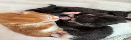 Mixed Breed cats for sale: Female kitten ready to go  - Advert 7