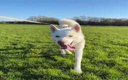 Siberian Husky dogs for sale: Siberian Husky 8 years old. Free to suitable home - Image 5