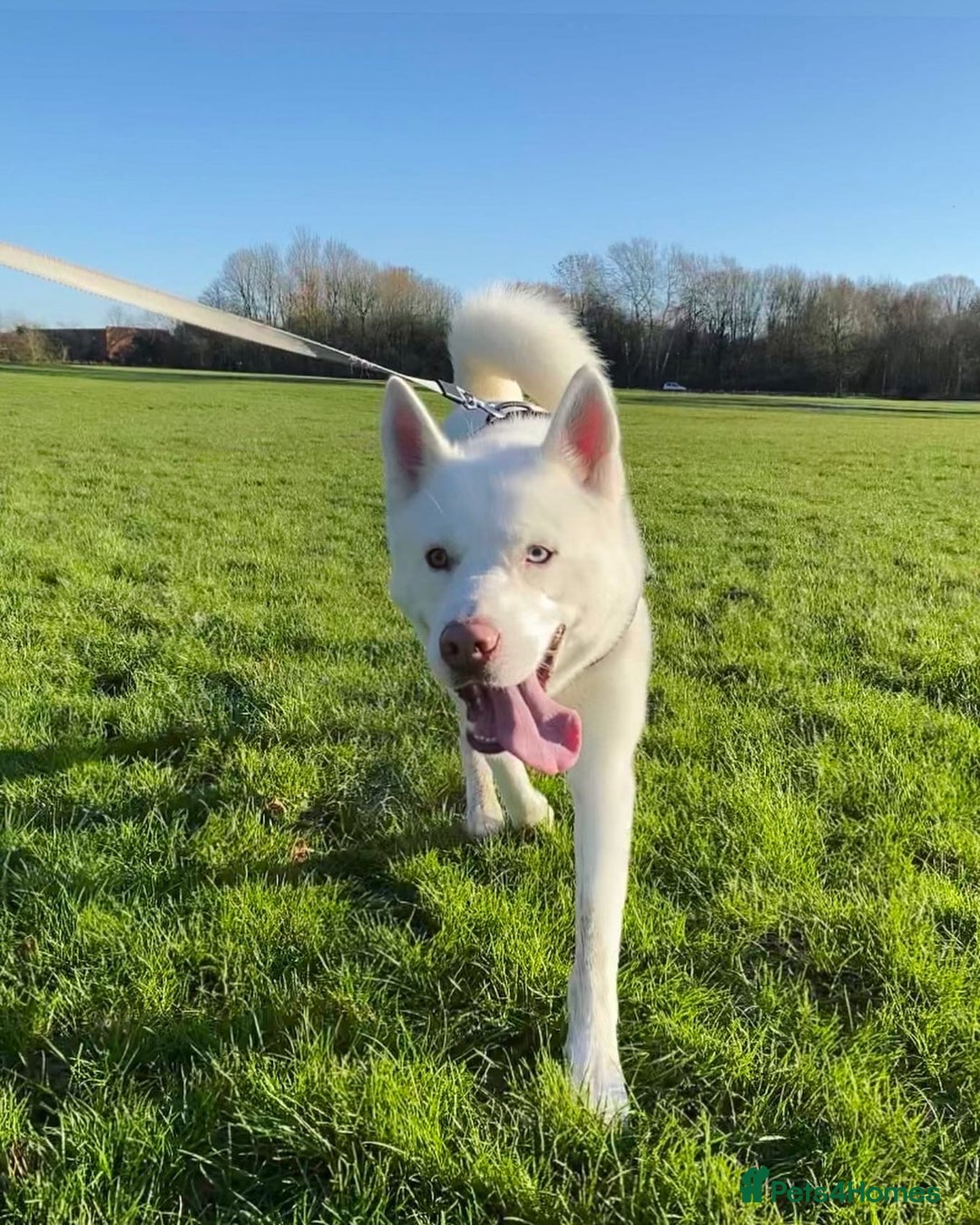 Siberian Husky dogs for sale: Siberian Husky 8 years old. Free to suitable home - Image 5