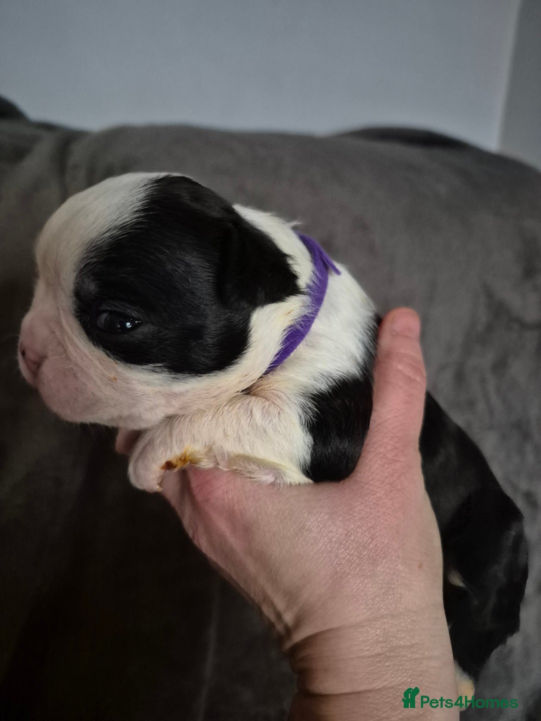 Boston Terrier dogs for sale: Gorgeous chunky Boston terrier pups - Advert 17