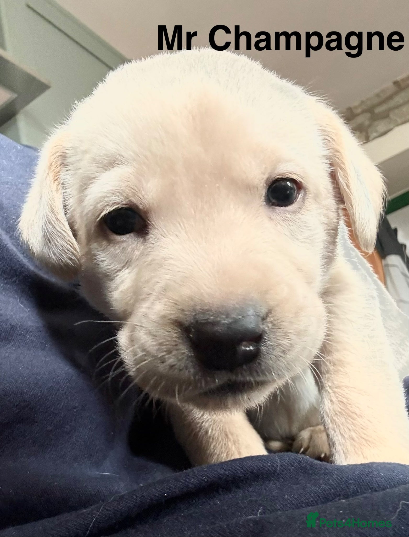 Labrador Retriever dogs Absolutely stunning KC Registered puppies for sale - Advert 2