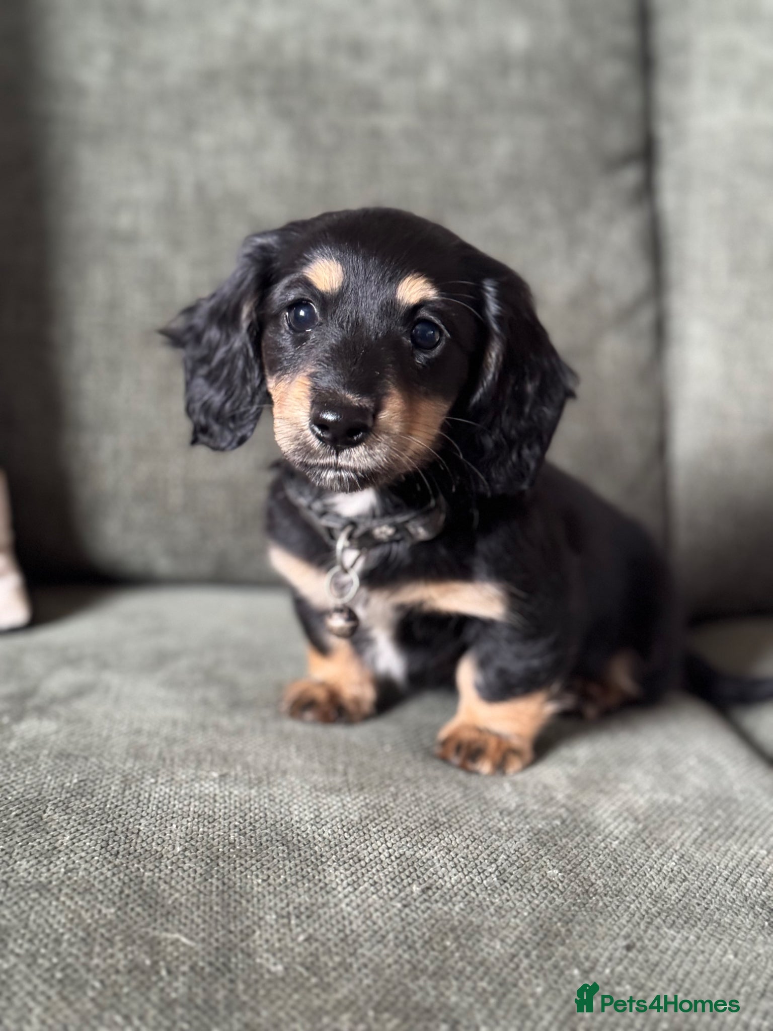 Miniature Dachshund dogs for sale: Black and cream long haired dachshunds - Advert 4